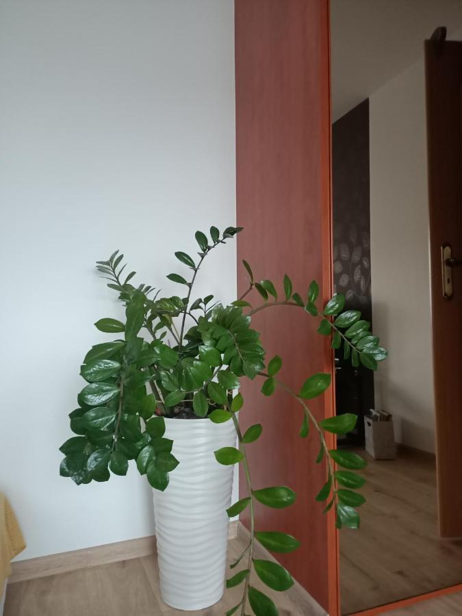 Pomaranczowa Apartment 什切青 外观 照片